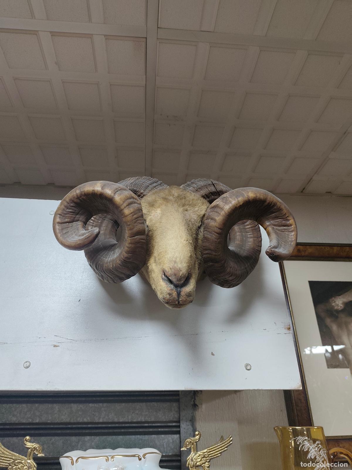 Coleccionismo: cabeza de carnero taxidermia - Foto 2