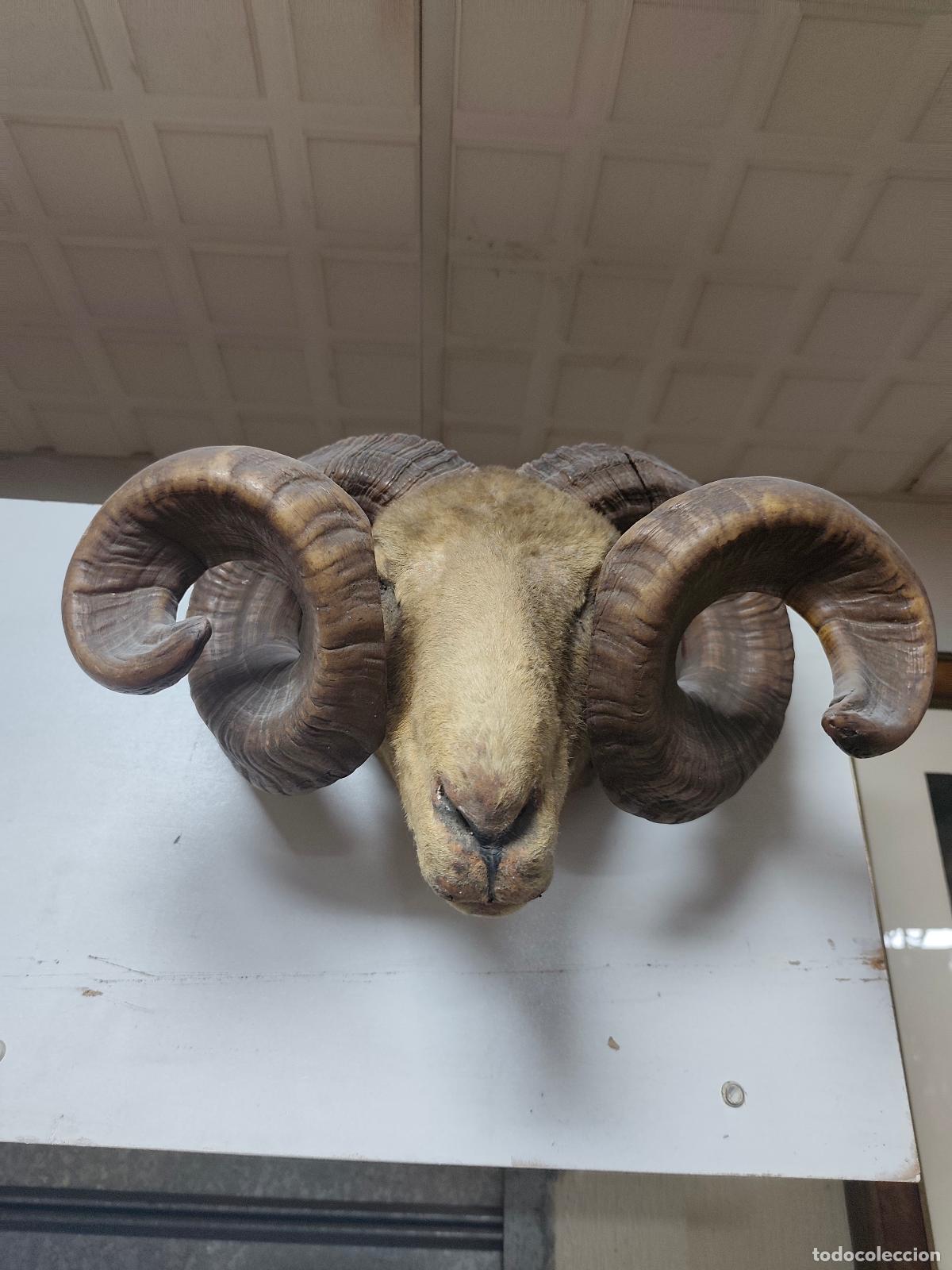 Coleccionismo: cabeza de carnero taxidermia - Foto 3