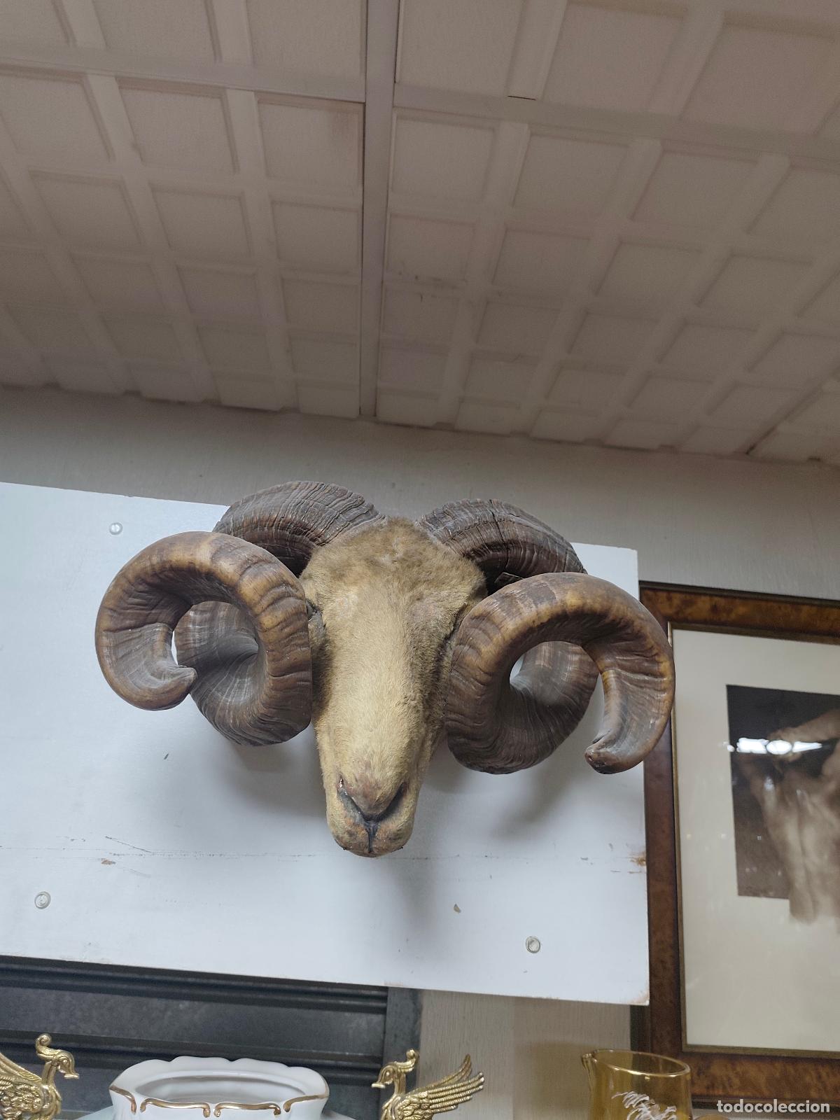 Coleccionismo: cabeza de carnero taxidermia - Foto 4
