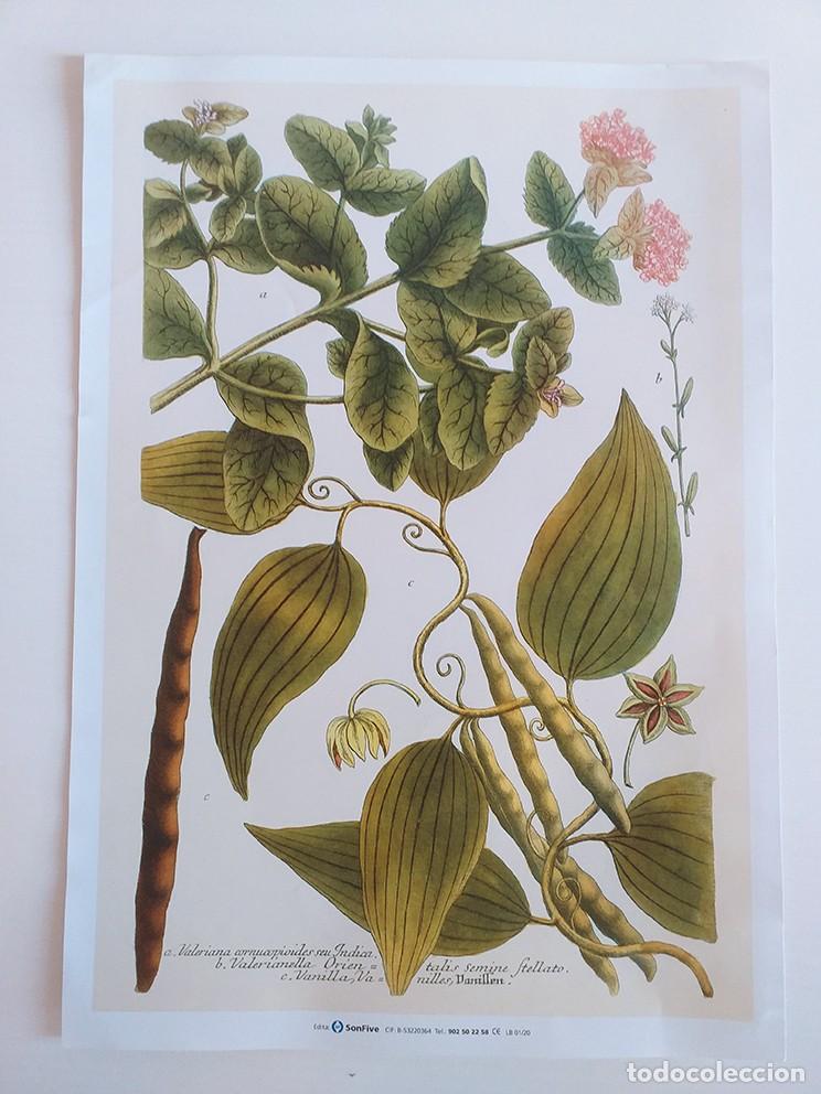 Coleccionismo: L&aacute;mina decorativa bot&aacute;nica, naturaleza, plantas, vegetaci&oacute;n
