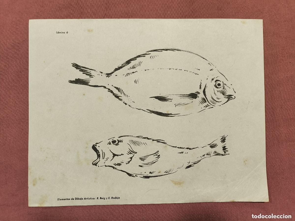 Collezionismo: L&aacute;mina Dibujo Art&iacute;stico R. Reig & E. Rodeja &ndash; Estudio de Peces Coleccionismo