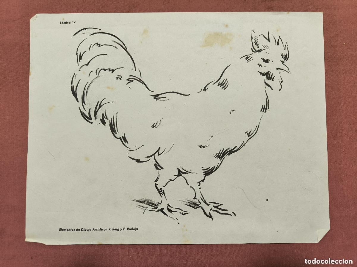 Sammelleidenschaft Papier: L&aacute;mina Dibujo Art&iacute;stico Reig y Rodeja &ndash; Estudio de un Gallo Coleccionismo