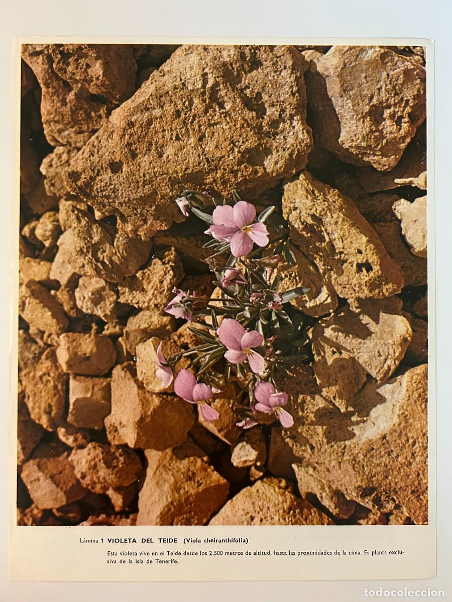 Sammelleidenschaft Papier: BOT&Aacute;NICA - L&Aacute;MINA 1 VIOLETA DEL TEIDE - VIOLA CHEIRANTHIFOLIA - PUBLICIDAD ABELL&Oacute; S.A. c. 1971
