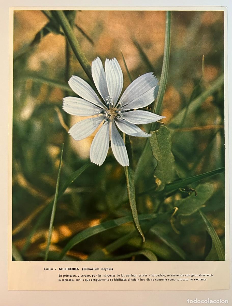 Collectionnisme: BOT&Aacute;NICA - L&Aacute;MINA 2 CHICORIA - CICHORIUM INTYBUS - PUBLICIDAD ABELL&Oacute; S.A. c. 1971