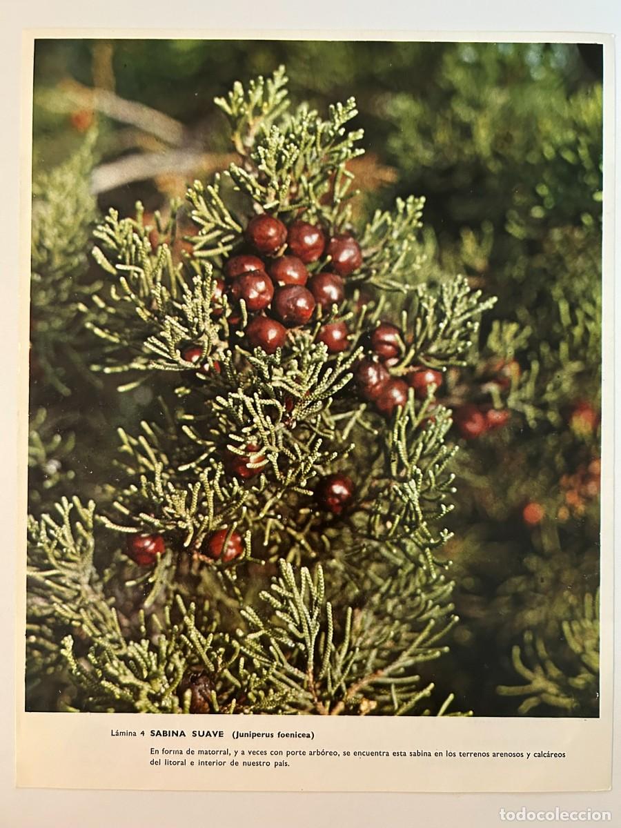 Collectionnisme: BOT&Aacute;NICA - L&Aacute;MINA 4 SABINA SUAVE - JUNIPERUS FOENICIA - PUBLICIDAD ABELL&Oacute; S.A. c. 1971