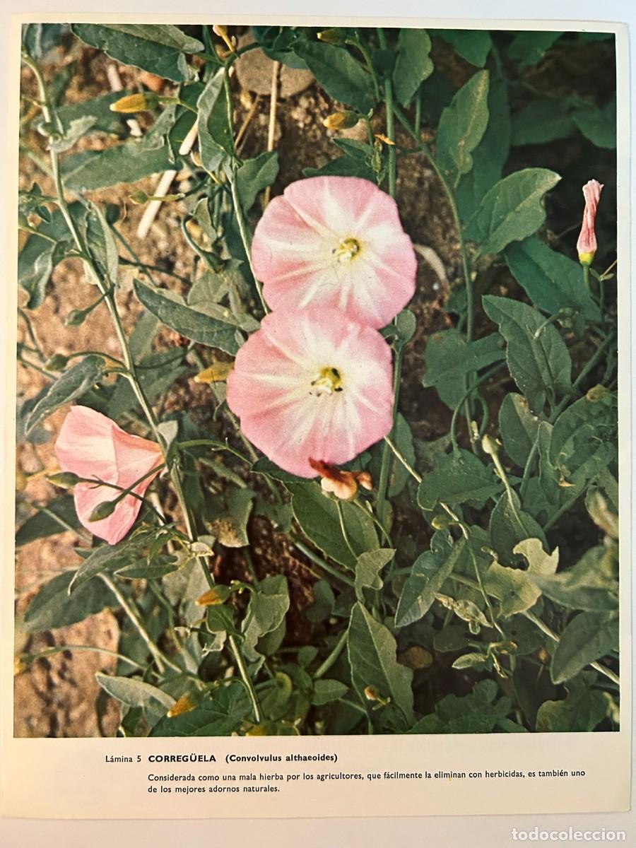 Collectionnisme: BOT&Aacute;NICA - L&Aacute;MINA 5 CORREG&Uuml;ELA - CONVOLVULUS ALTHAEOIDES - PUBLICIDAD ABELL&Oacute; S.A. c. 1971