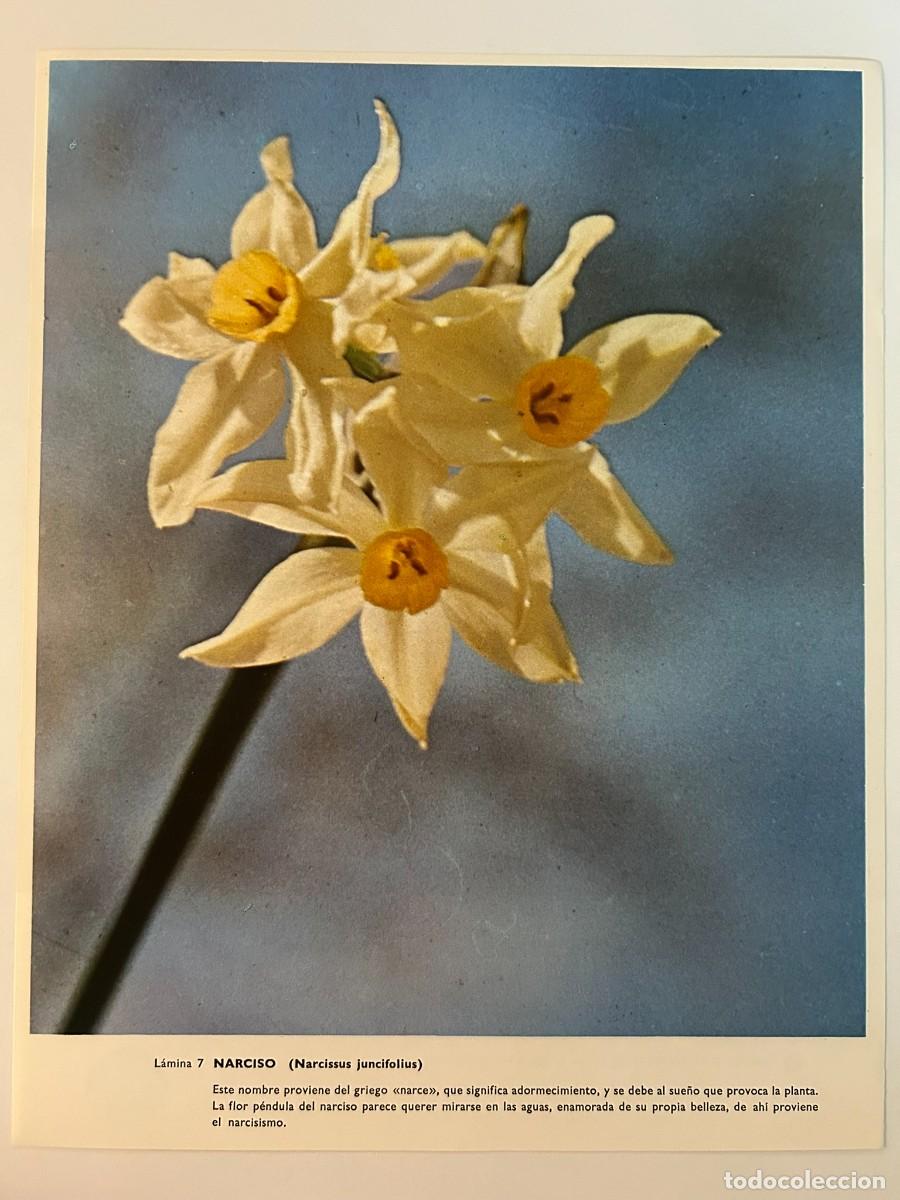 Collectionnisme: BOT&Aacute;NICA - L&Aacute;MINA 7 NARCISO - NARCISSUS JUNCIFOLIUS - PUBLICIDAD ABELL&Oacute; S.A. c. 1971