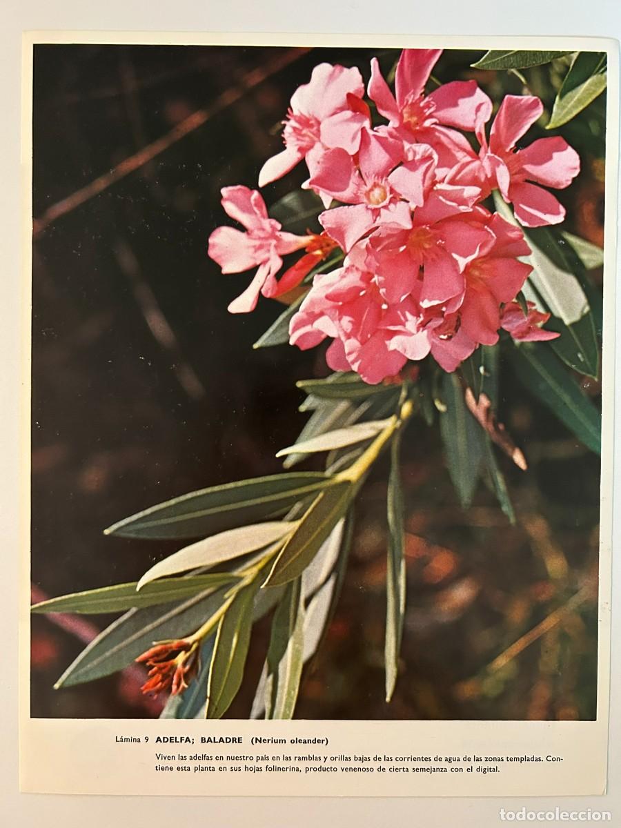Collectionnisme: BOT&Aacute;NICA - L&Aacute;MINA 9 - ADELFA - BALADRE - NERIUM CLAENDER - PUBLICIDAD ABELL&Oacute; S.A. c. 1971