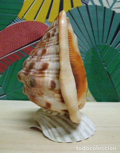 Collecting: Concha Marina Recuerdo La L&iacute;nea de la Concepci&oacute;n - C&aacute;diz - 16 cm