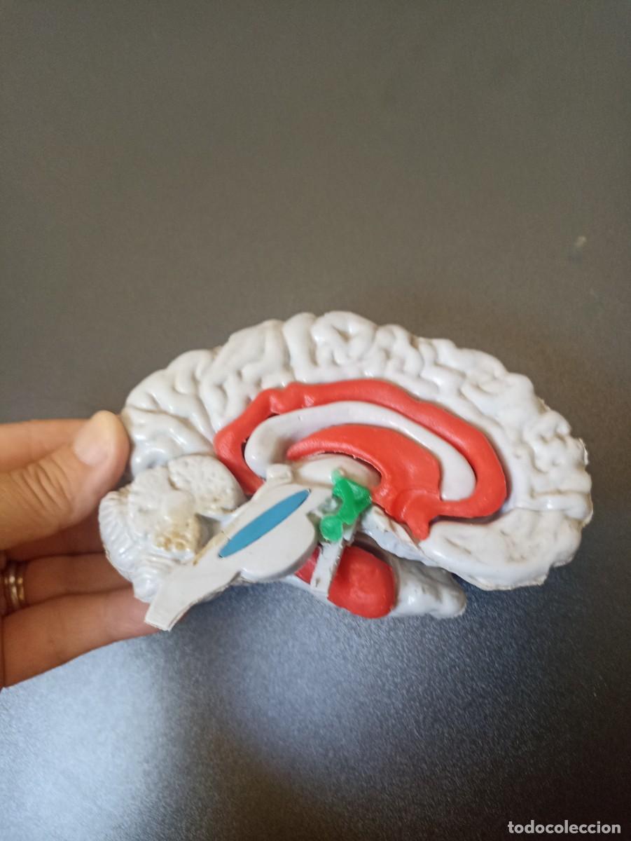 Coleccionismo: Modelo pl&aacute;stico de medio cerebro humano