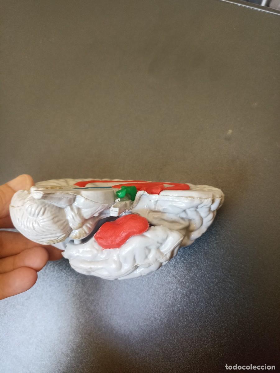 Coleccionismo: Modelo pl&aacute;stico de medio cerebro humano - Foto 2