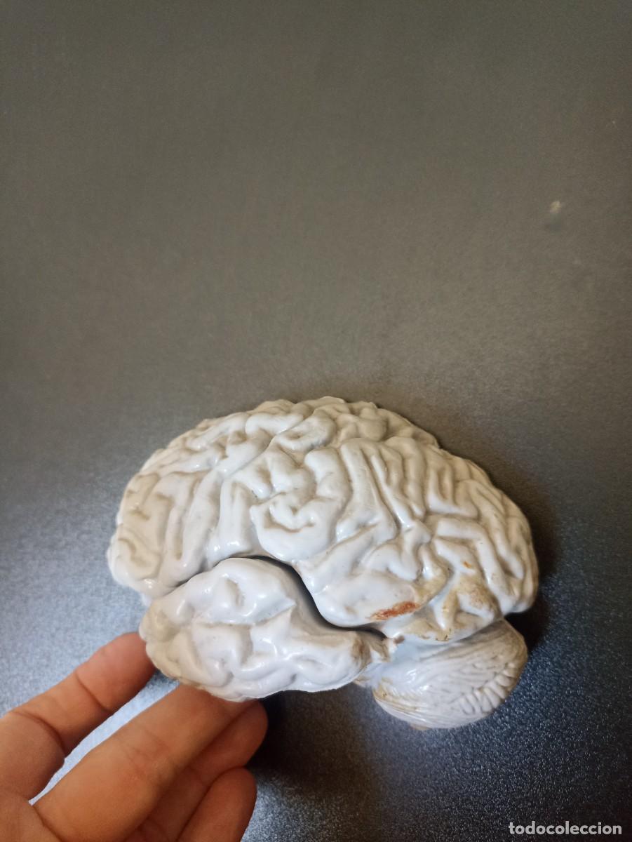 Coleccionismo: Modelo pl&aacute;stico de medio cerebro humano - Foto 3