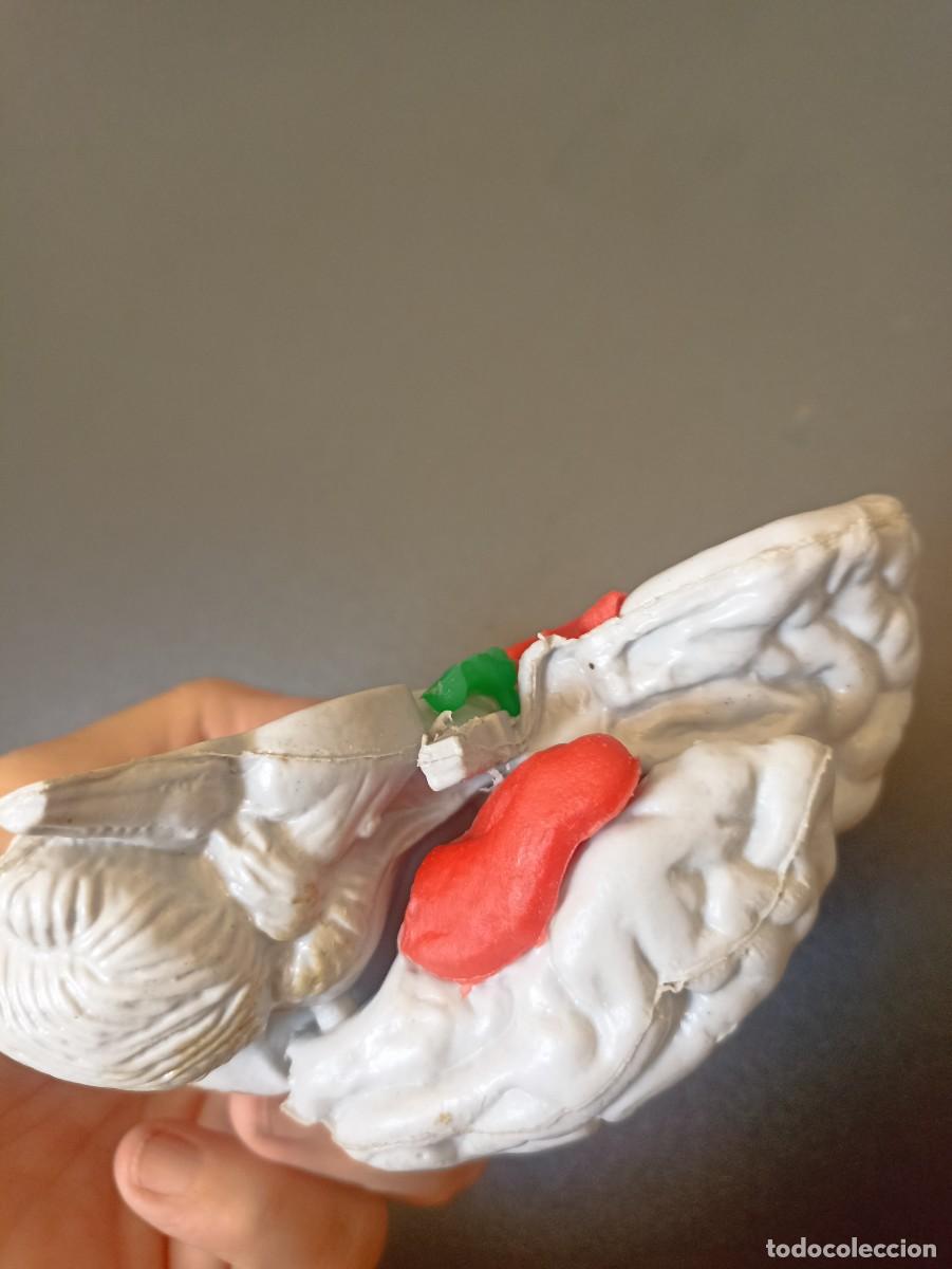 Coleccionismo: Modelo pl&aacute;stico de medio cerebro humano - Foto 4