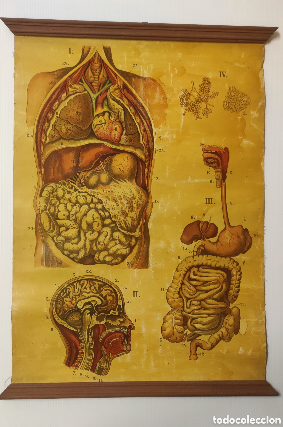 Coleccionismo: Antiguo Mural / L&aacute;mina de Anatom&iacute;a Humana Entelada con Varillas - C. 1920 (75x50 cm)