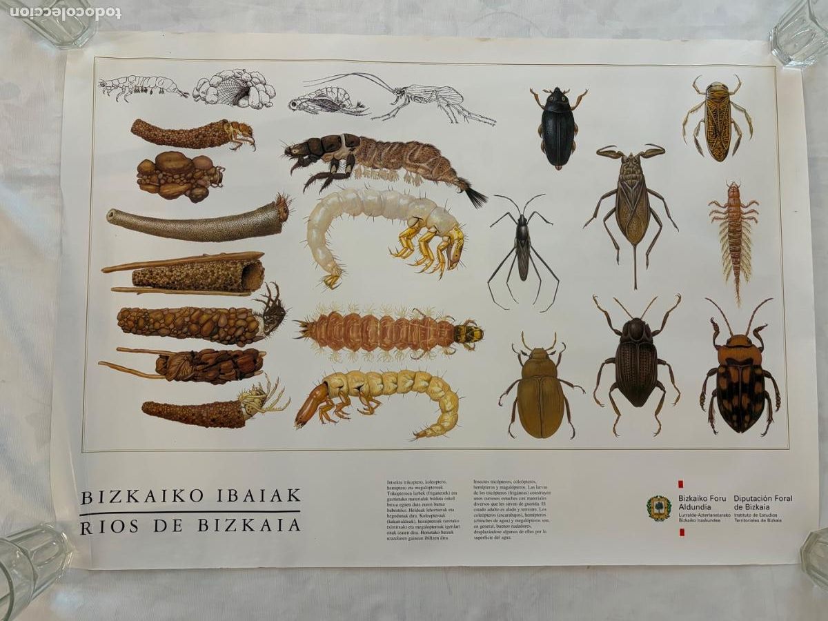 Coleccionismo: R&Iacute;OS DE VIZCAYA INSECTOS TRICOPTEROS COLEOPTEROS HEMIPTEROS Y MAGALIPTERIS
