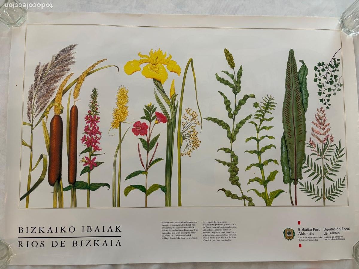 Coleccionismo: L&Aacute;MINA RIOS DE BIZKAIA PLANTAS CAUCE DE RIO