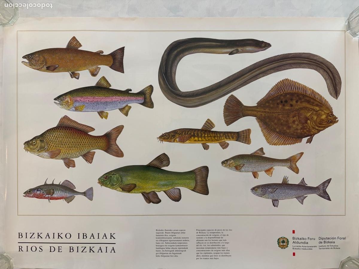 Coleccionismo: L&Aacute;MINA RIOS DE BIZKAIA PECES DE RIO DIPUTACI&Oacute;N FLORAL DE BIZKAIA