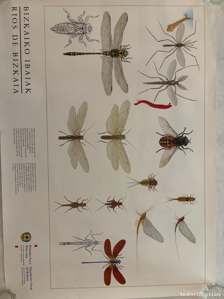 Coleccionismo: L&Aacute;MINA RIOS BIZKAIA INSECTOS DE RIO