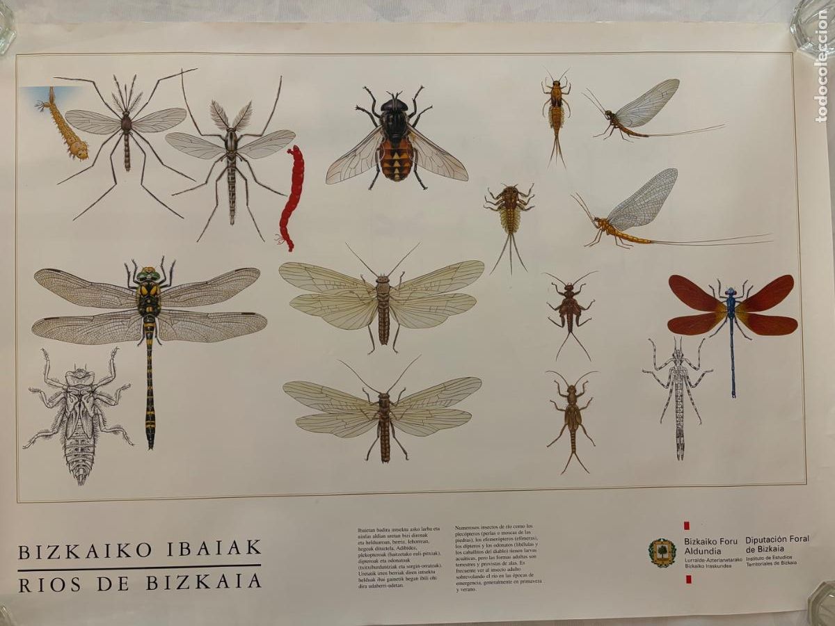 Coleccionismo: L&Aacute;MINA RIOS BIZKAIA INSECTOS DE RIO
