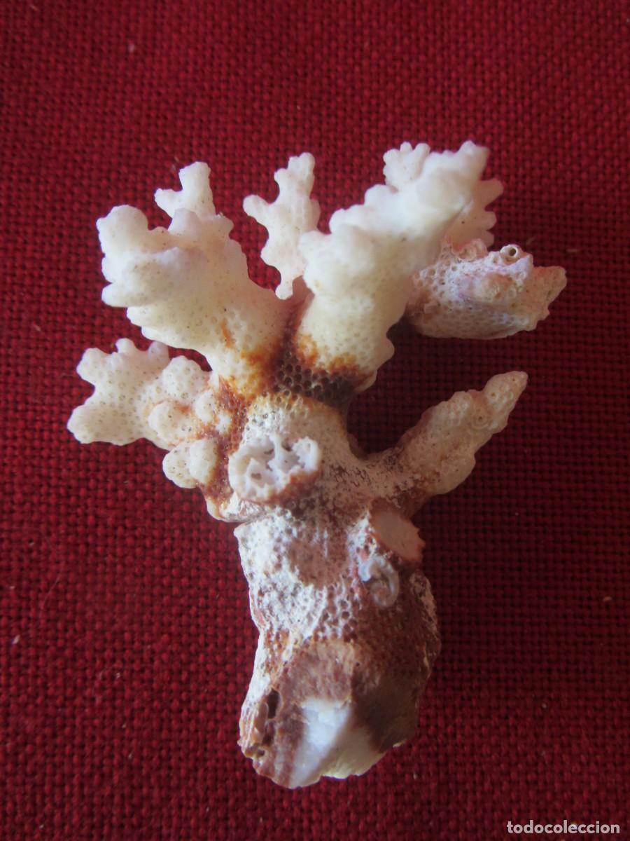 Coleccionismo: LOTE DE CORAL BLANCO - Foto 3