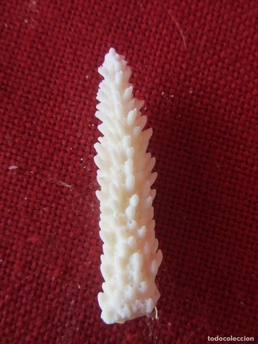 Coleccionismo: LOTE DE CORAL BLANCO - Foto 5