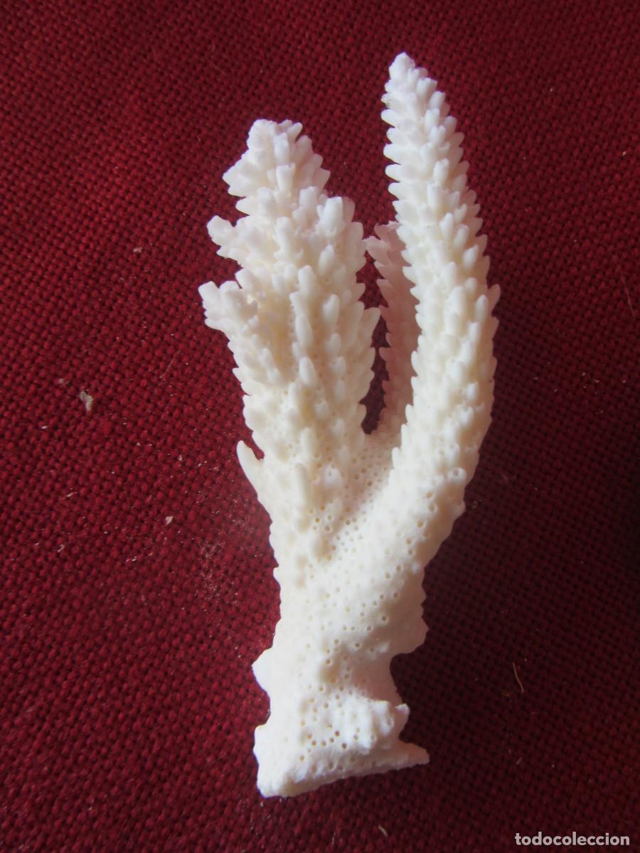 Coleccionismo: LOTE DE CORAL BLANCO - Foto 7