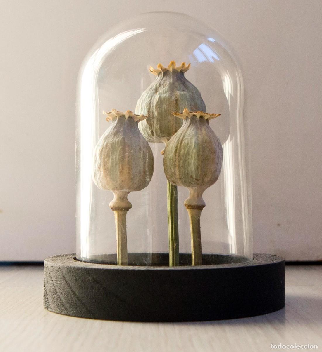 Coleccionismo: Flores de opio bajo campana de cristal.
