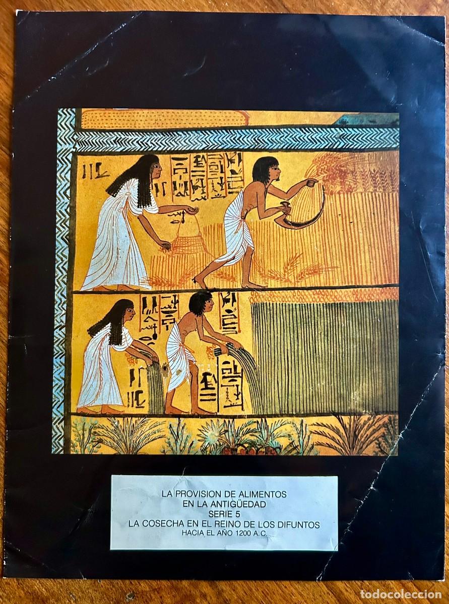 Coleccionismo: PROVISI&Oacute;N DE ALIMENTOS EN LA ANTIG&Uuml;EDAD N&ordm; 5 LA COSECHA TUMBA SENNUDJEM TEBAS EGIPTO 1306 - 1085 aC