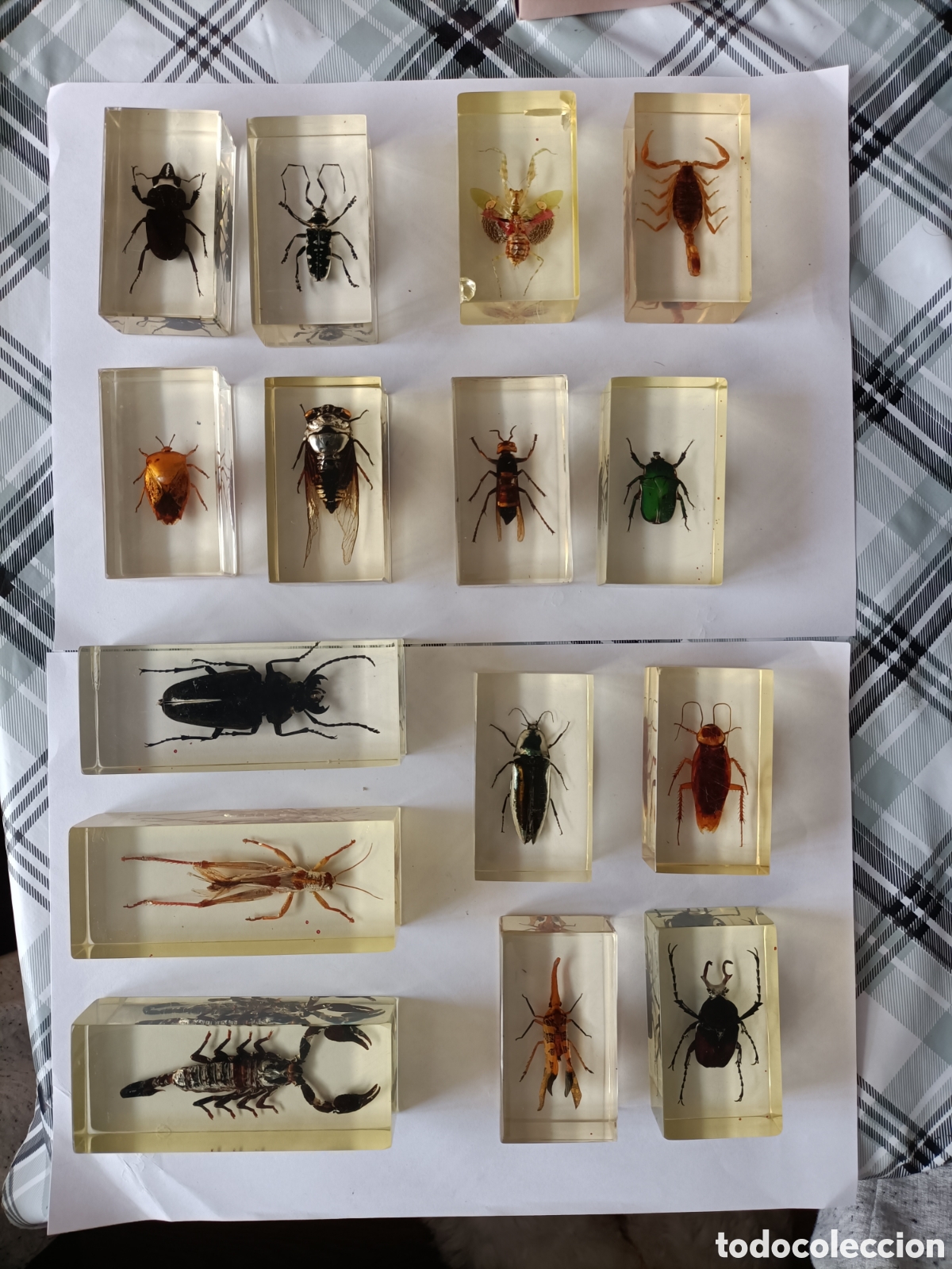 Coleccionismo: Lote de insectos variados - Foto 1