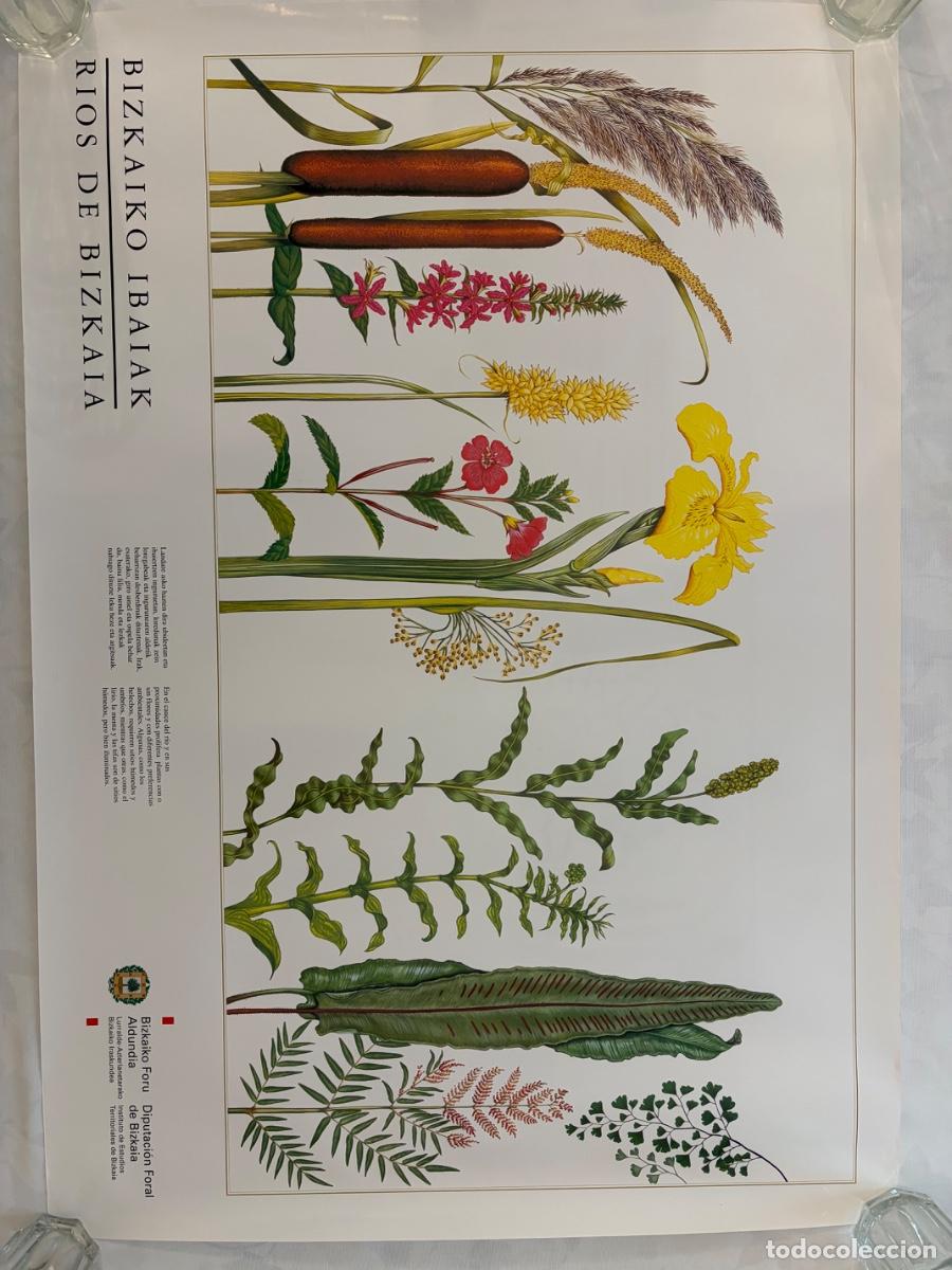 Coleccionismo: R&Iacute;OS DE BIZKAIA PLANTAS DE RIO DIPUTACI&Oacute;N FLORAL DE BIZKAIA