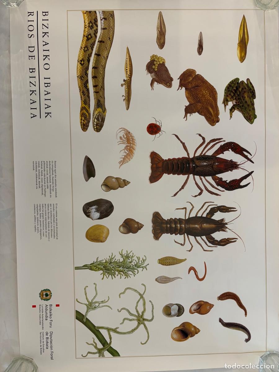 Coleccionismo: R&Iacute;OS DE BIZKAIA VERTEBRADOS E INVERTEBRADOS DIPUTACI&Oacute;N FLORAL DE BIZKAIA