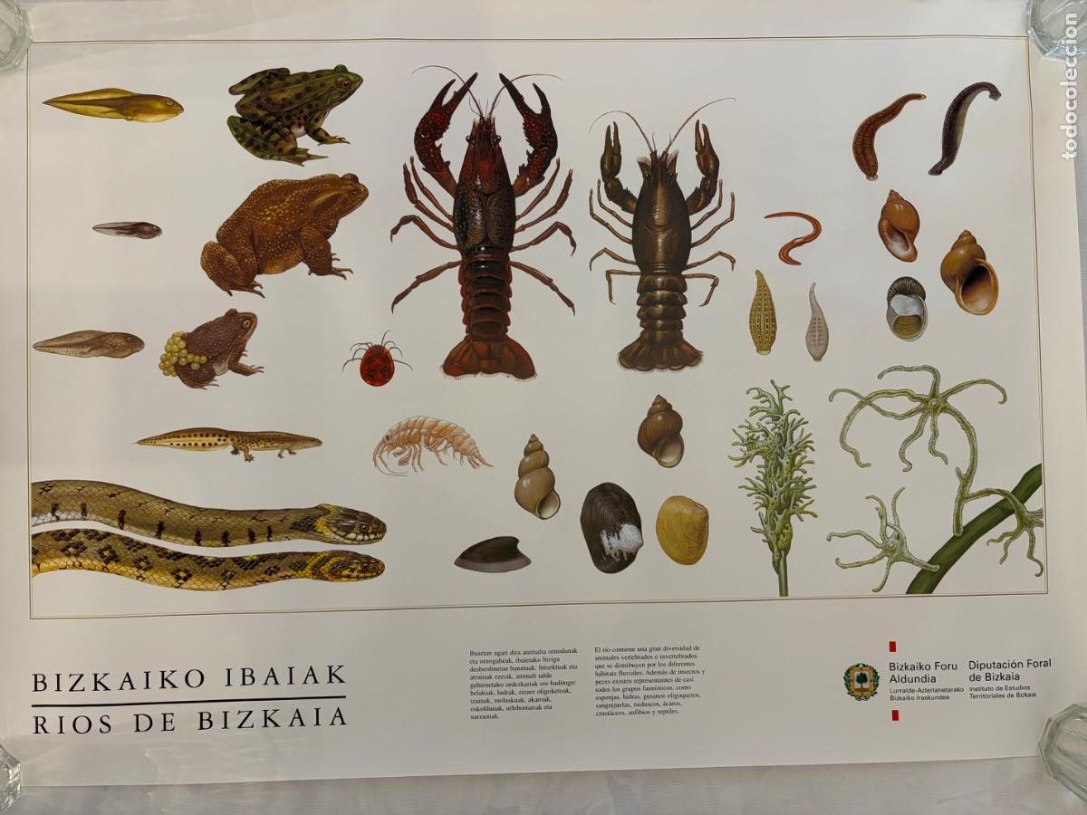 Coleccionismo: R&Iacute;OS DE BIZKAIA VERTEBRADOS E INVERTEBRADOS DIPUTACI&Oacute;N FLORAL DE BIZKAIA
