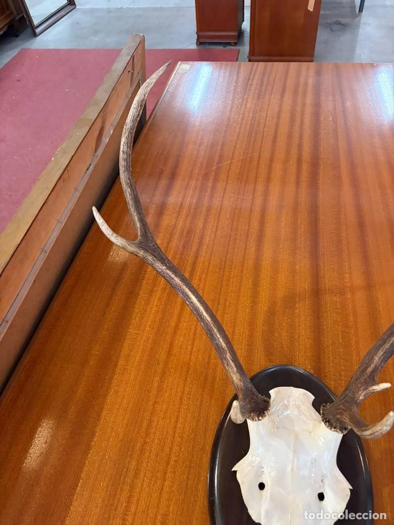 Coleccionismo: TROFEO DECORATIVO DE CIERVO - Foto 3