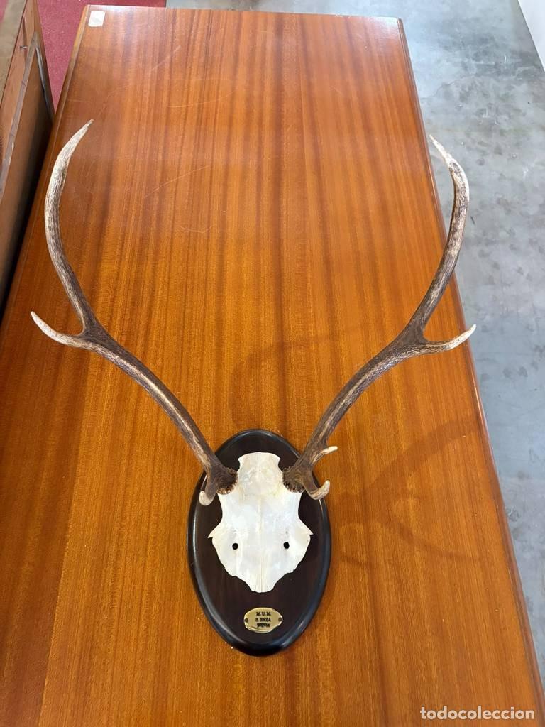 Coleccionismo: TROFEO DECORATIVO DE CIERVO - Foto 4