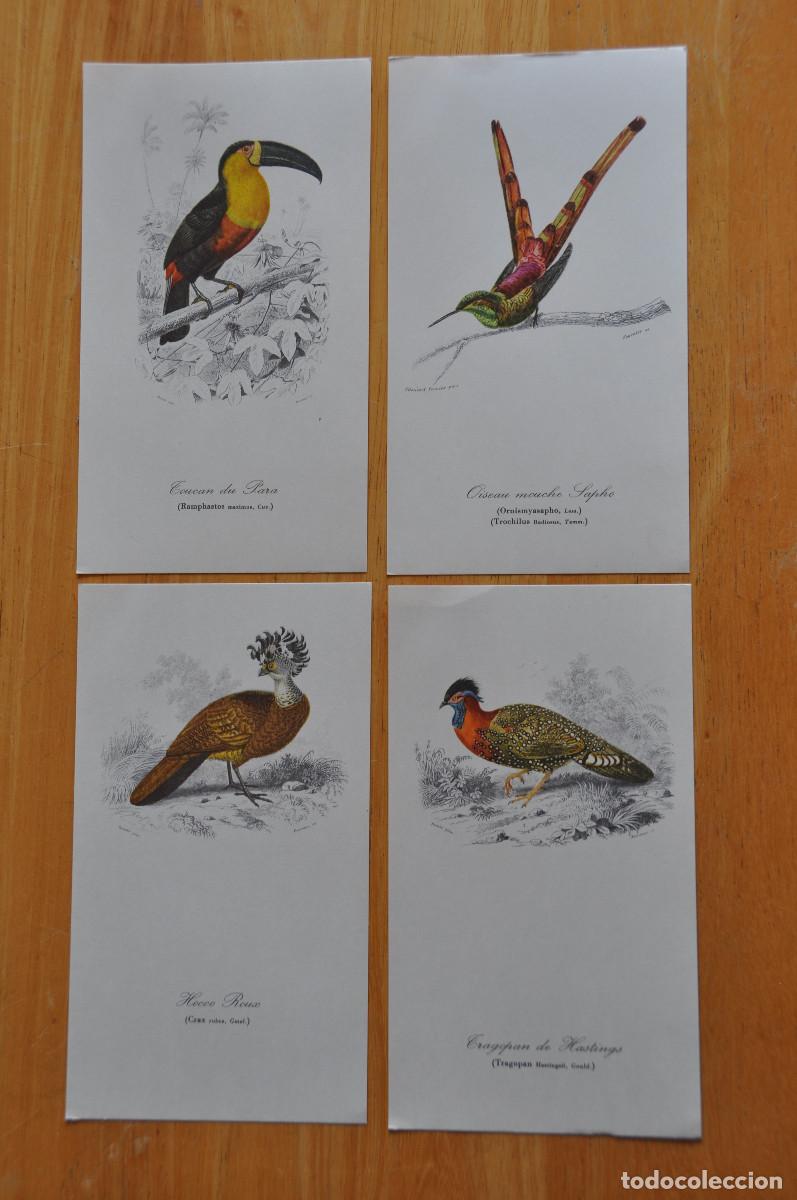 Coleccionismo: CUATRO LAMINAS DE PAJAROS