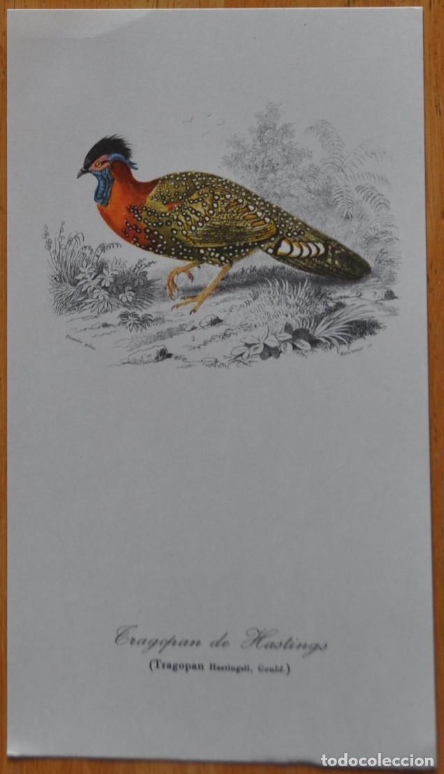 Coleccionismo: CUATRO LAMINAS DE PAJAROS - Foto 2