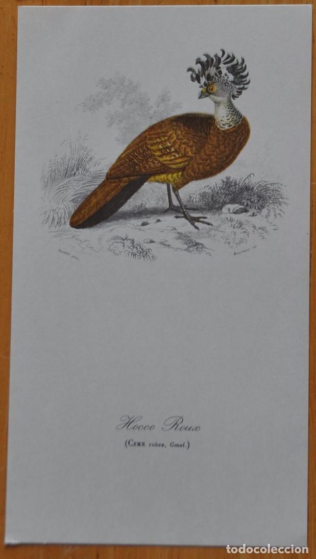 Coleccionismo: CUATRO LAMINAS DE PAJAROS - Foto 3