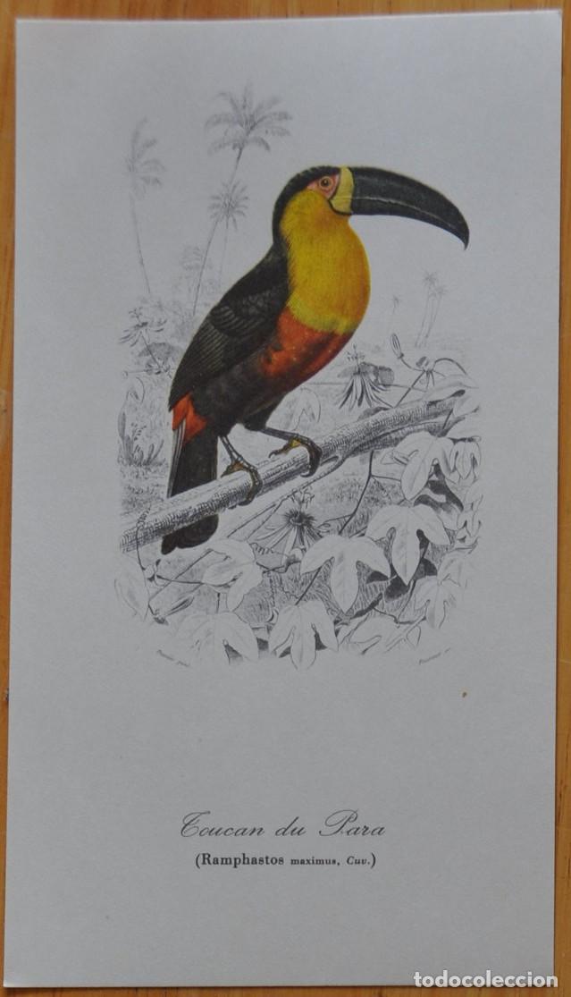 Coleccionismo: CUATRO LAMINAS DE PAJAROS - Foto 5