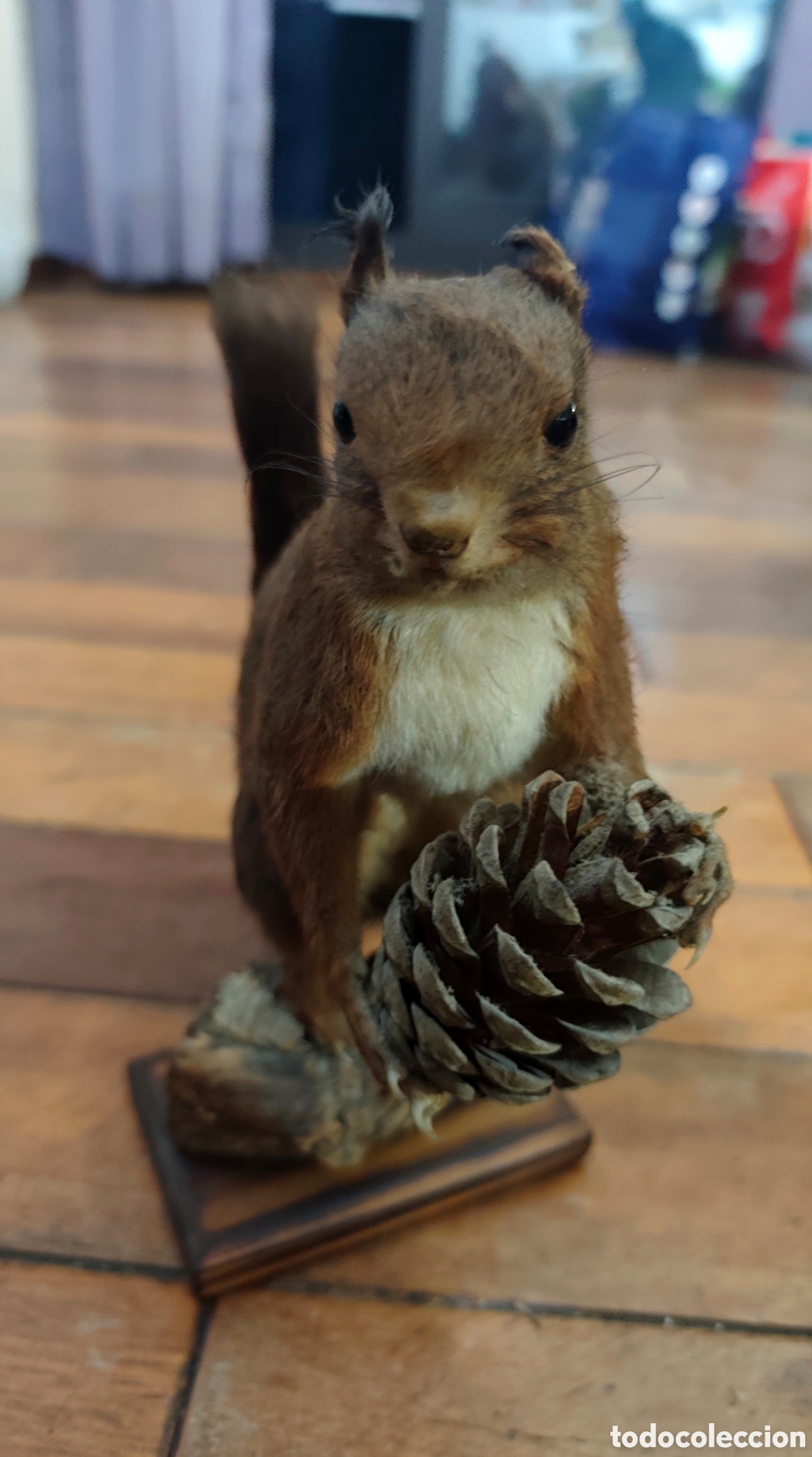 Coleccionismo: Antigua ardilla disecada taxidermia.