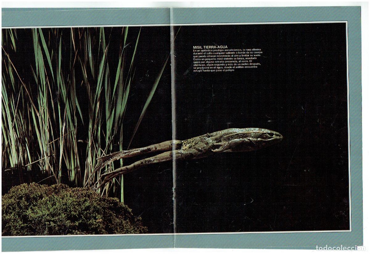 C&oacute;mics: FASC&Iacute;CULO. NATURALEZA. EL ESPECT&Aacute;CULO DE LA VIDA. (B41.1) - Foto 2