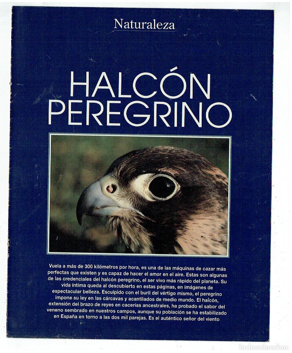 C&oacute;mics: FASC&Iacute;CULO. NATURALEZA. HALC&Oacute;N PEREGRINO. (B41.1) - Foto 1