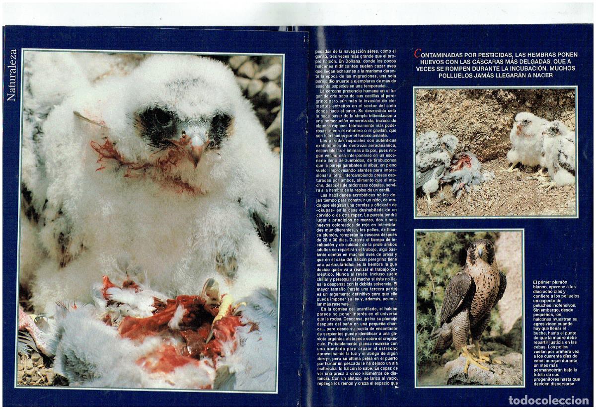 C&oacute;mics: FASC&Iacute;CULO. NATURALEZA. HALC&Oacute;N PEREGRINO. (B41.1) - Foto 2