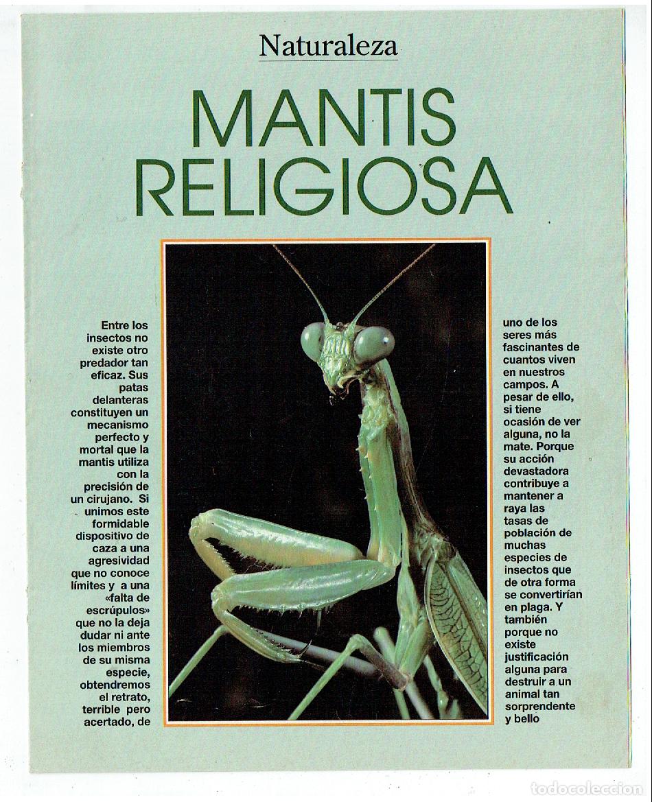 C&oacute;mics: FASC&Iacute;CULO. NATURALEZA. MANTIS RELIGIOSA. (B41.1) - Foto 1