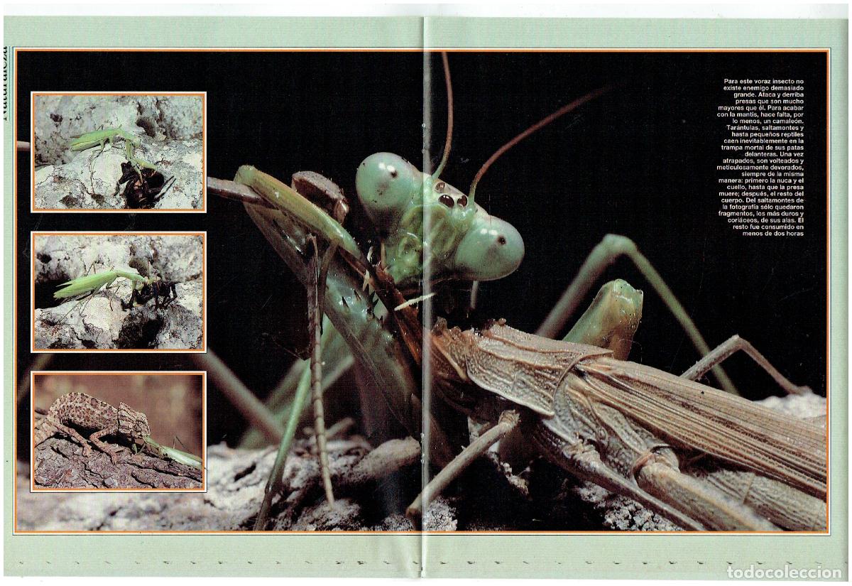C&oacute;mics: FASC&Iacute;CULO. NATURALEZA. MANTIS RELIGIOSA. (B41.1) - Foto 2