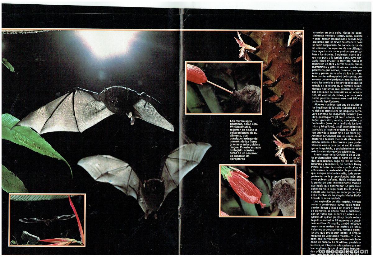 C&oacute;mics: FASC&Iacute;CULO. NATURALEZA. LA SELVA NUBLADA. (B41.1) - Foto 2