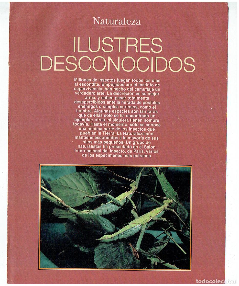 C&oacute;mics: FASC&Iacute;CULO. NATURALEZA. ILUSTRE DESCONOCIDO. (B41.1) - Foto 1