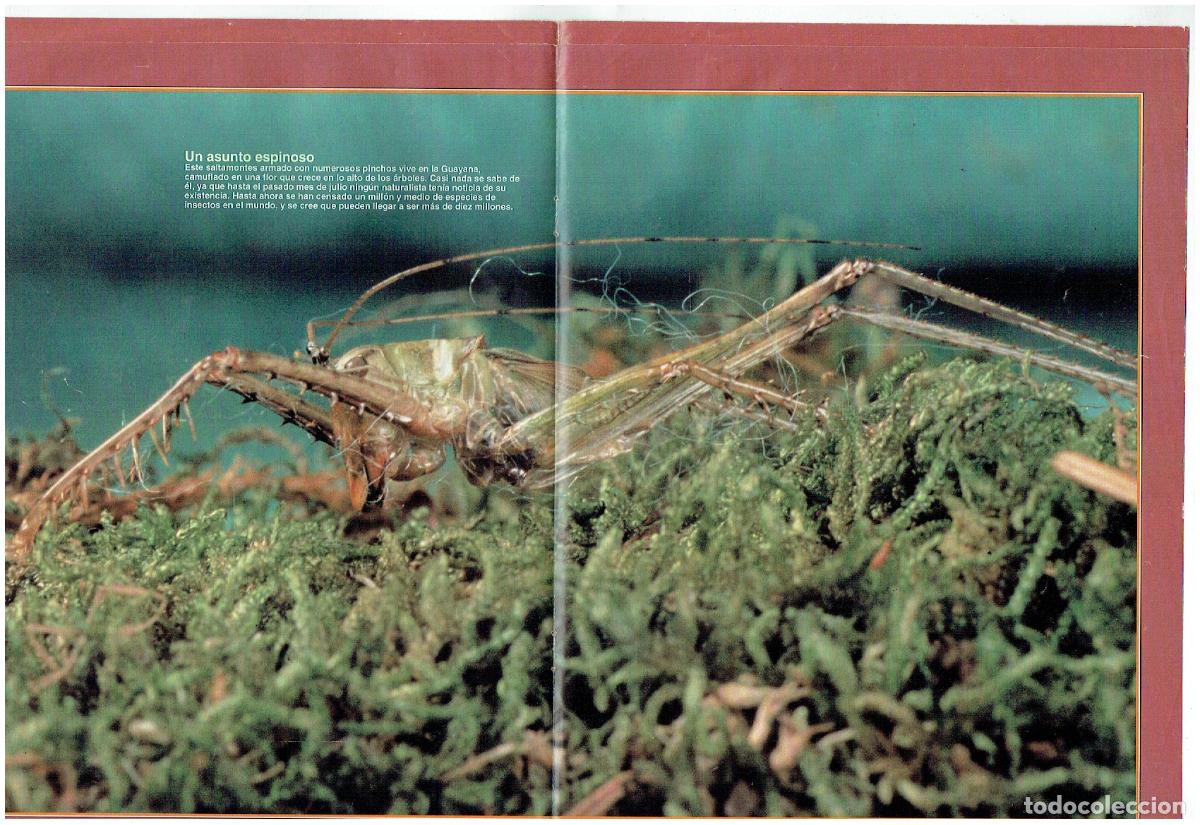 C&oacute;mics: FASC&Iacute;CULO. NATURALEZA. ILUSTRE DESCONOCIDO. (B41.1) - Foto 2