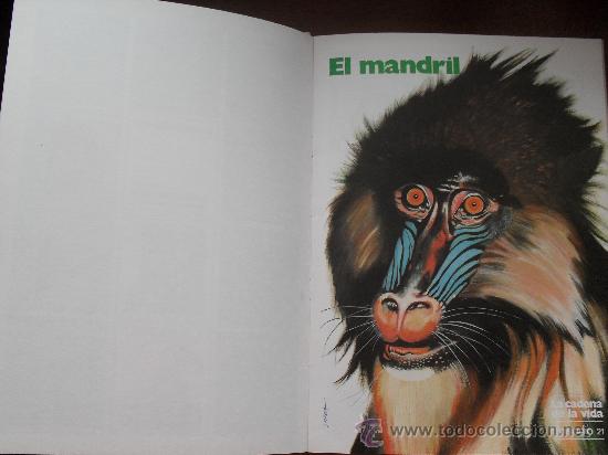 C&oacute;mics: COMIC - LA CADENA DE LA VIDA - FAUNA AFRICANA 5 -EDITORIAL COLUMNA - Foto 3