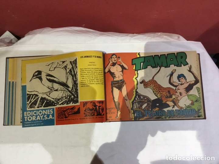 Cómics: Coleccion completa de 41 ejemplares Tamar originales encuadernados.de 145a186-editorial toray 1961 - Foto 8 - 243335980