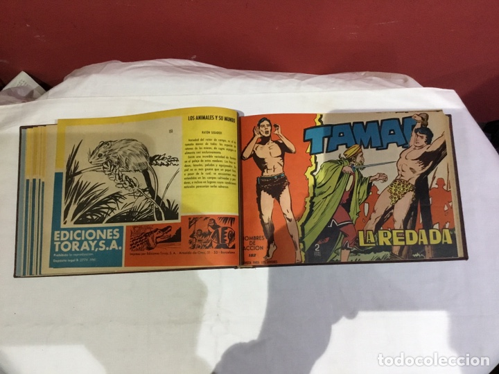 Cómics: Coleccion completa de 41 ejemplares Tamar originales encuadernados.de 145a186-editorial toray 1961 - Foto 9 - 243335980